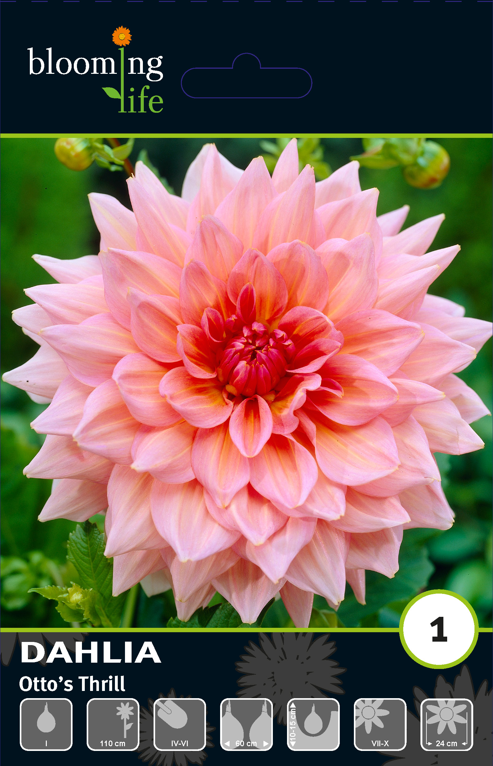 Георгина декоративная Оттоз Tрилл